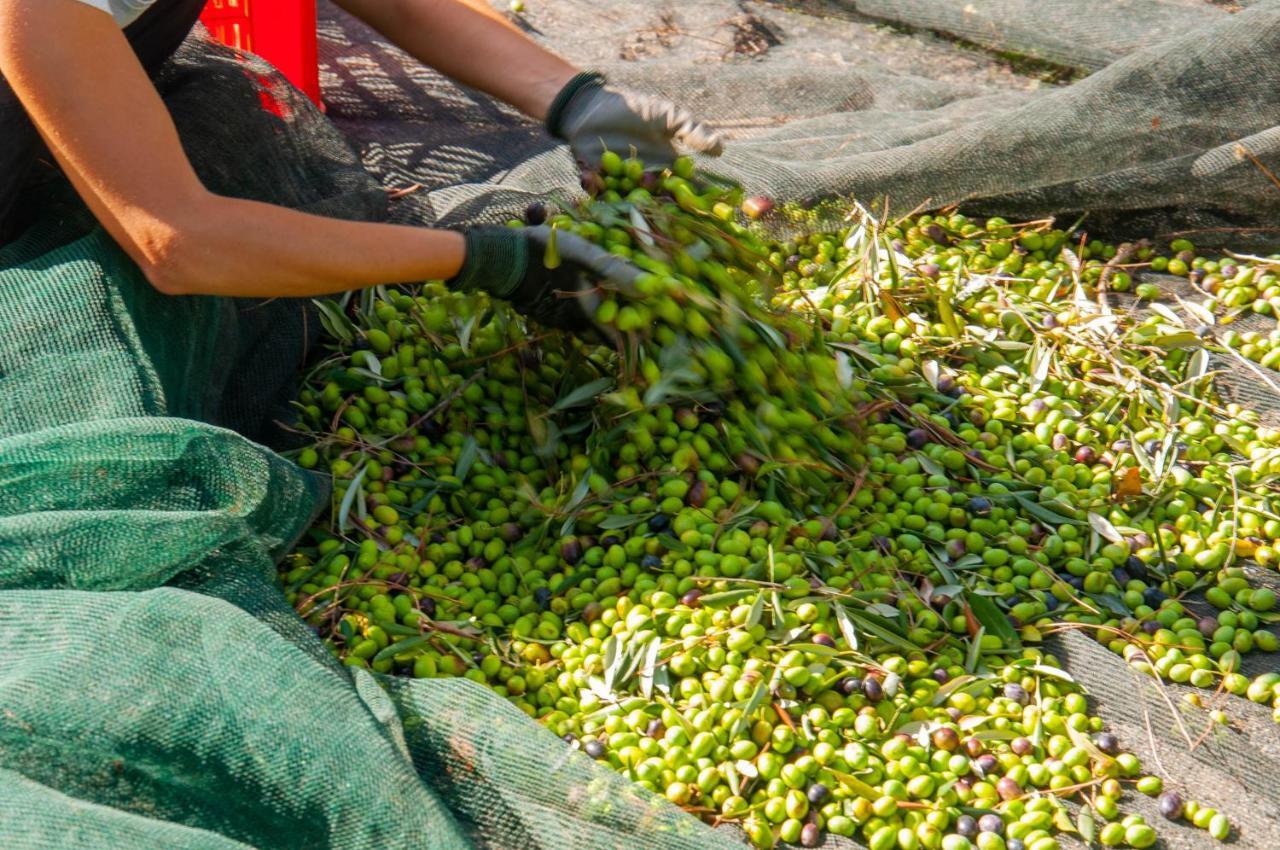 Tenuta Di Sticciano Черталдо Екстериор снимка